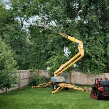 Professional Tree Services in Feasterville, PA