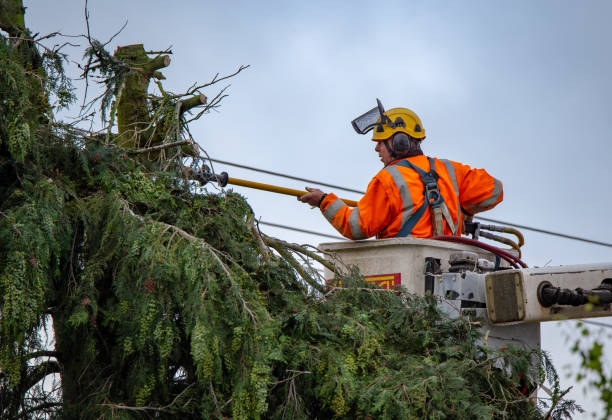  Feasterville, PA Tree Services Pros