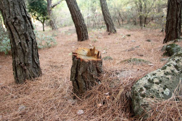 How Our Tree Care Process Works  in  Feasterville, PA